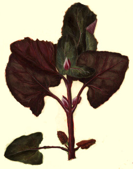 Atriplex hortensis rubra